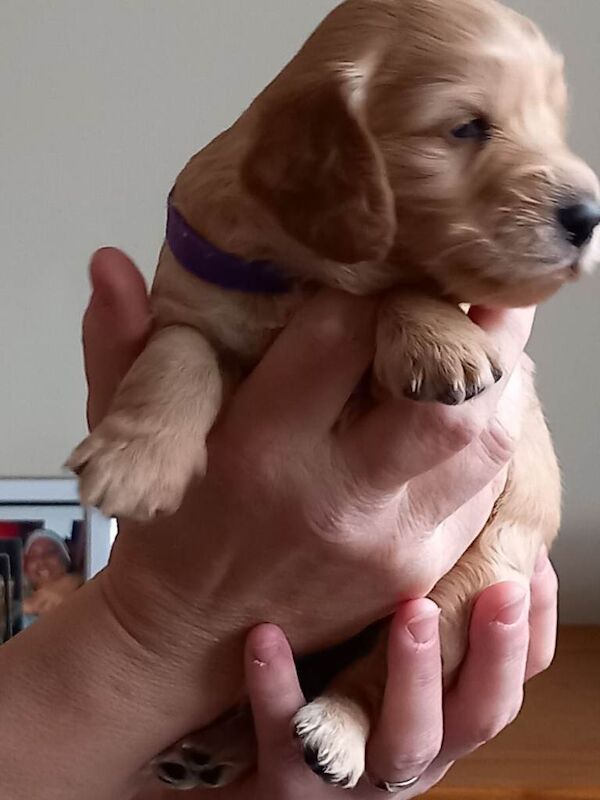 Showclass litter of 7 Cockerpoo Puppies for sale. - Image 3 of 6