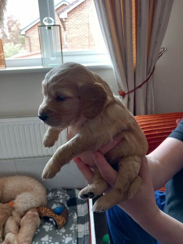 Showclass litter of 7 Cockerpoo Puppies for sale. - Image 4 of 6
