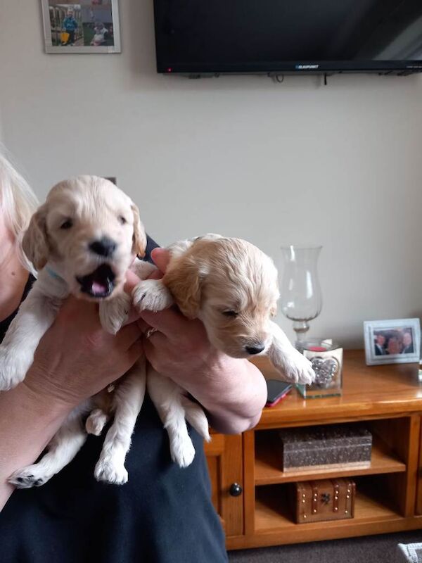 Showclass litter of 7 Cockerpoo Puppies for sale. - Image 5 of 6