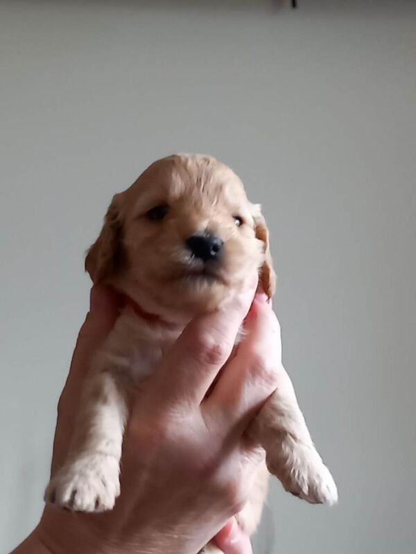 Showclass litter of 7 Cockerpoo Puppies for sale. - Image 6 of 6