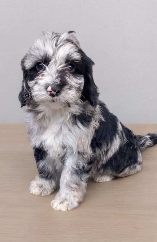 Showtype cockapoo now ready to leave for sale in Gravesend, Kent