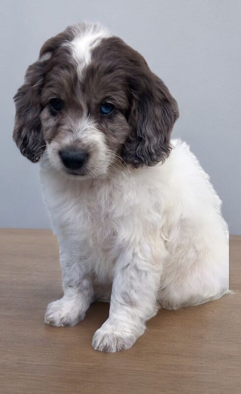 Showtype cockapoo for sale in Gravesend, Kent - Image 2