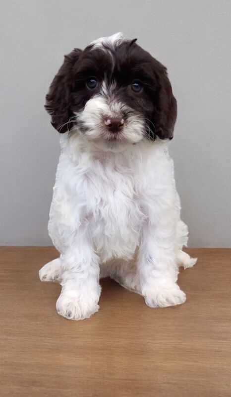Showtype cockapoo for sale in Gravesend, Kent - Image 3