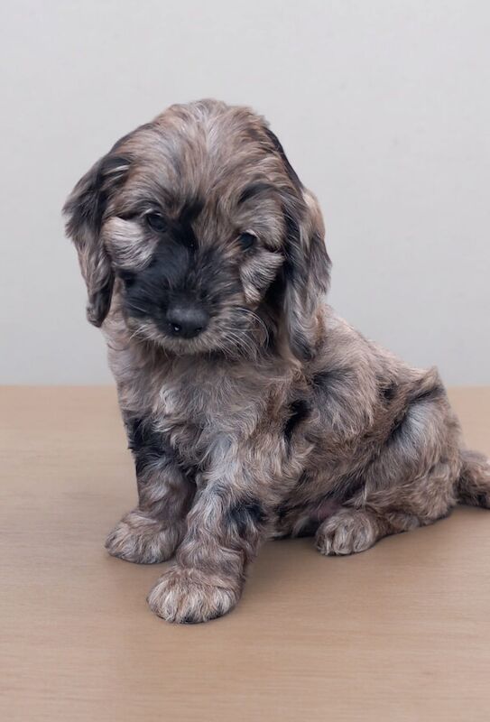 Showtype cockapoo for sale in Gravesend, Kent - Image 4