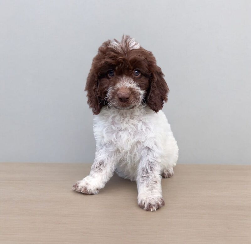 Showtype cockapoo for sale in Gravesend, Kent - Image 5