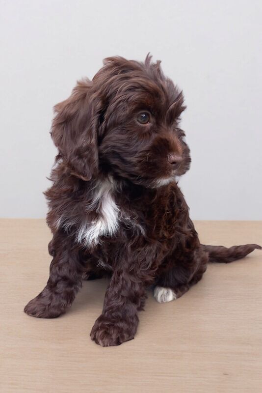 Showtype cockapoo for sale in Gravesend, Kent - Image 6