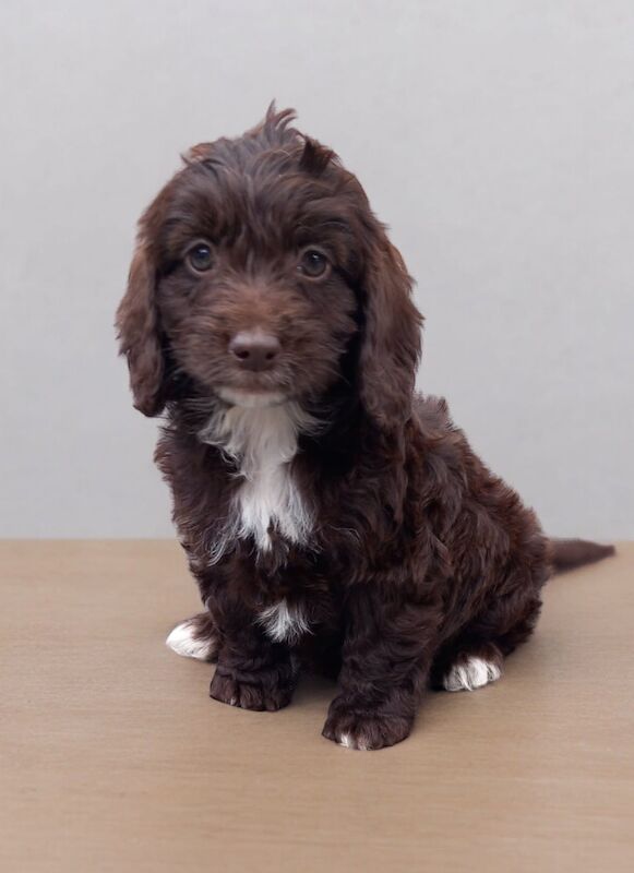 Showtype cockapoo for sale in Gravesend, Kent - Image 7