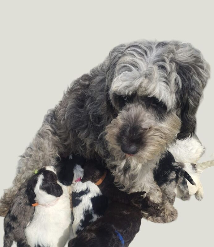 Showtype cockapoo for sale in Gravesend, Kent - Image 8