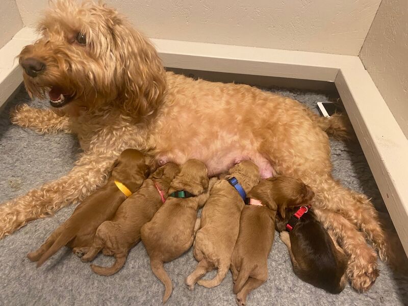 Cockapoo Puppies For Sale