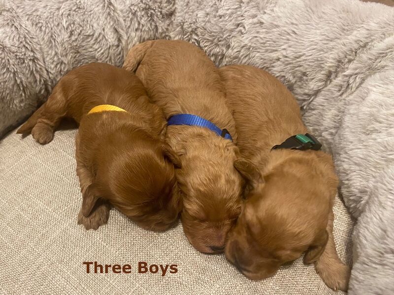 Cockapoo puppies for sale in Oxford, Oxfordshire – 2 weeks old - Image 2 of 11