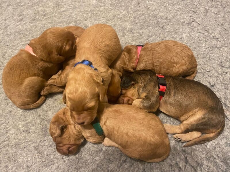 Cockapoo puppies for sale in Oxford, Oxfordshire – 2 weeks old - Image 4 of 11