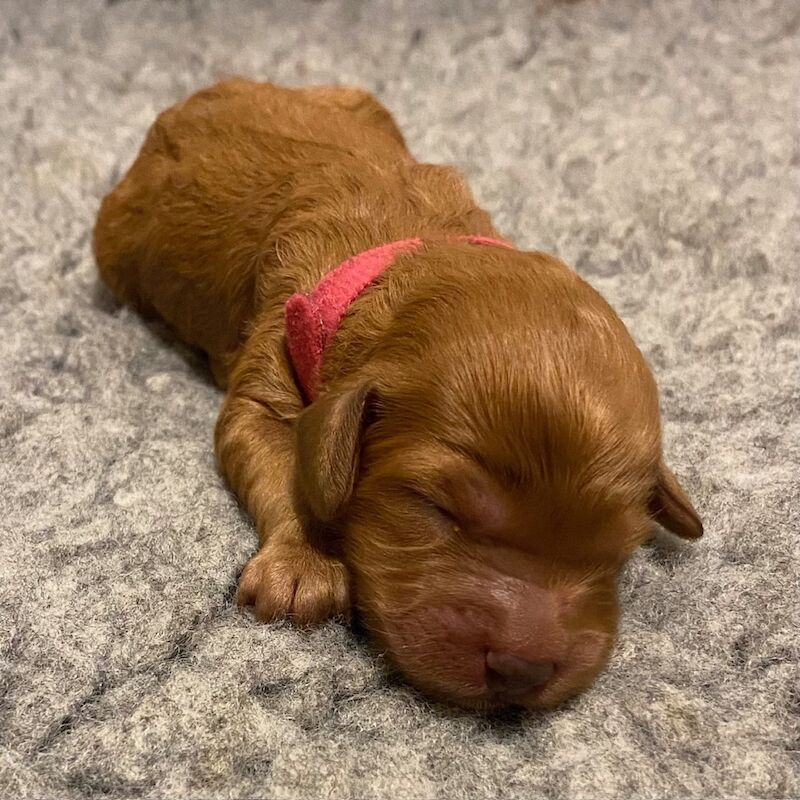 Cockapoo puppies for sale in Oxford, Oxfordshire – 2 weeks old - Image 7 of 11