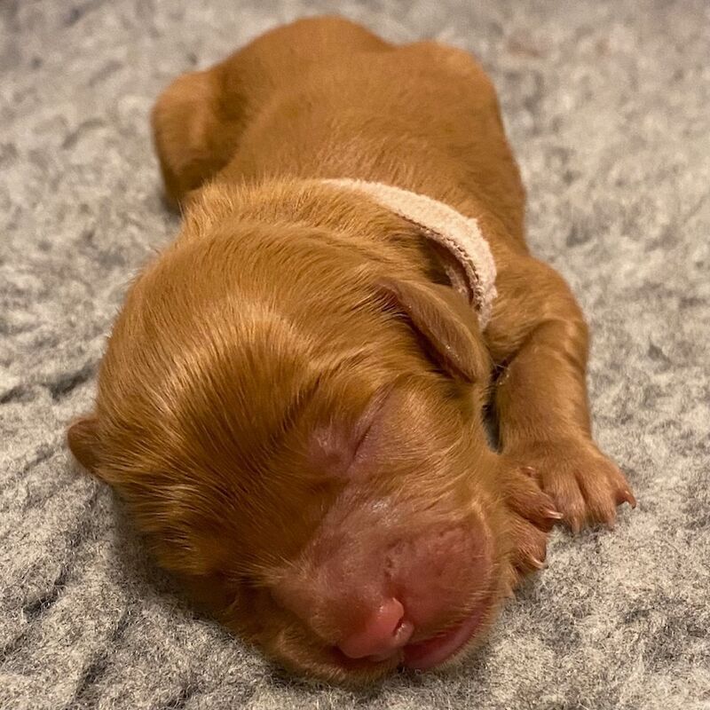 Cockapoo puppies for sale in Oxford, Oxfordshire – 2 weeks old - Image 8 of 11