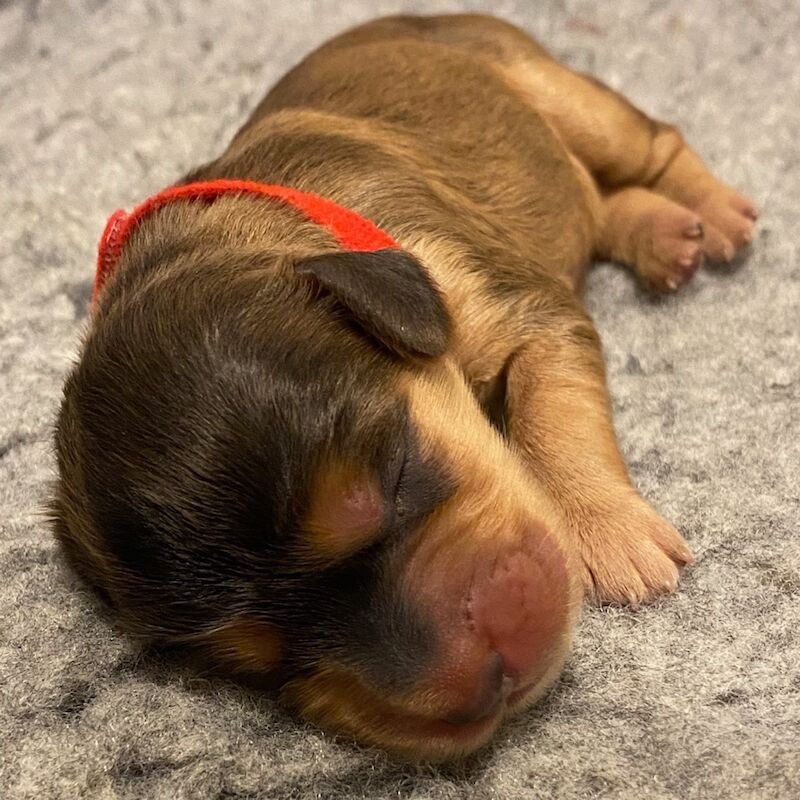 Cockapoo puppies for sale in Oxford, Oxfordshire – 2 weeks old - Image 9 of 11
