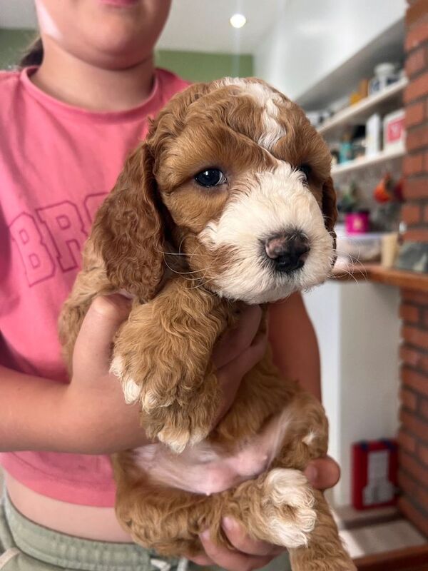 Six gorgeous Cockerpoo pups ready Sept