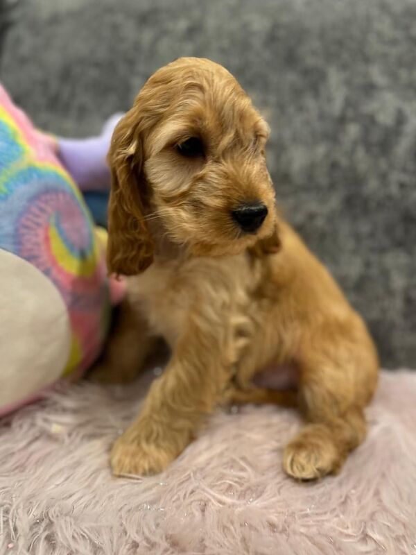 Small Cockapoo puppies - Image 2 of 3