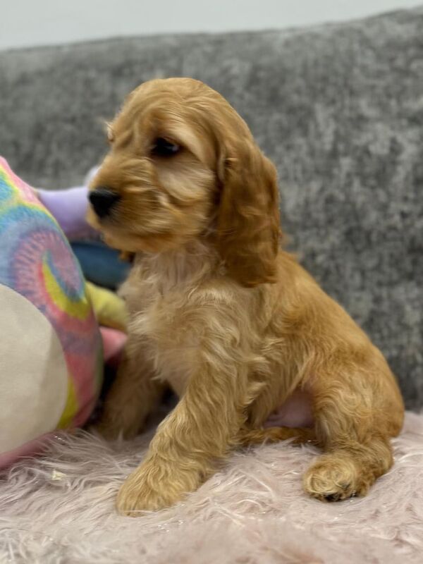 Small Cockapoo puppies - Image 3 of 3