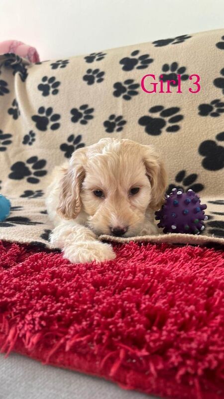 Small cockapoo puppies for sale in Hockley, Essex