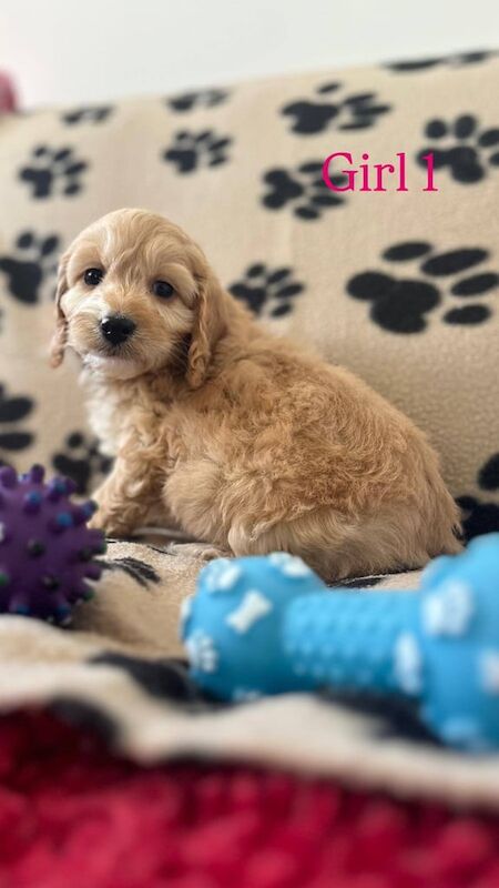 Small cockapoo puppies for sale in Hockley, Essex | Image 3
