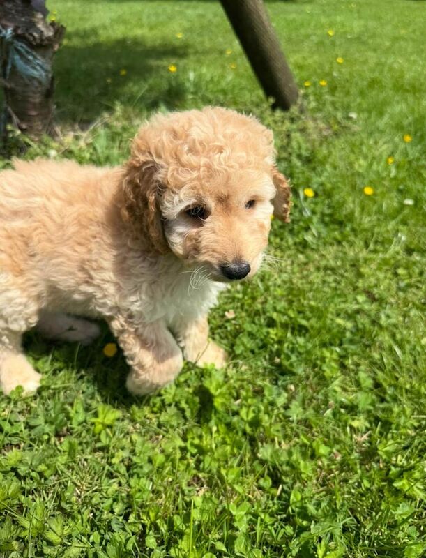 Small Cockapoo Puppies for sale in Dungannon, County Tyrone