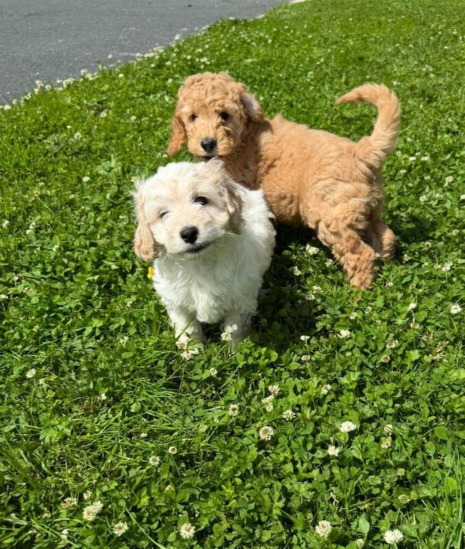 Small Cockapoo Puppies for sale in Dungannon, County Tyrone | Image 2