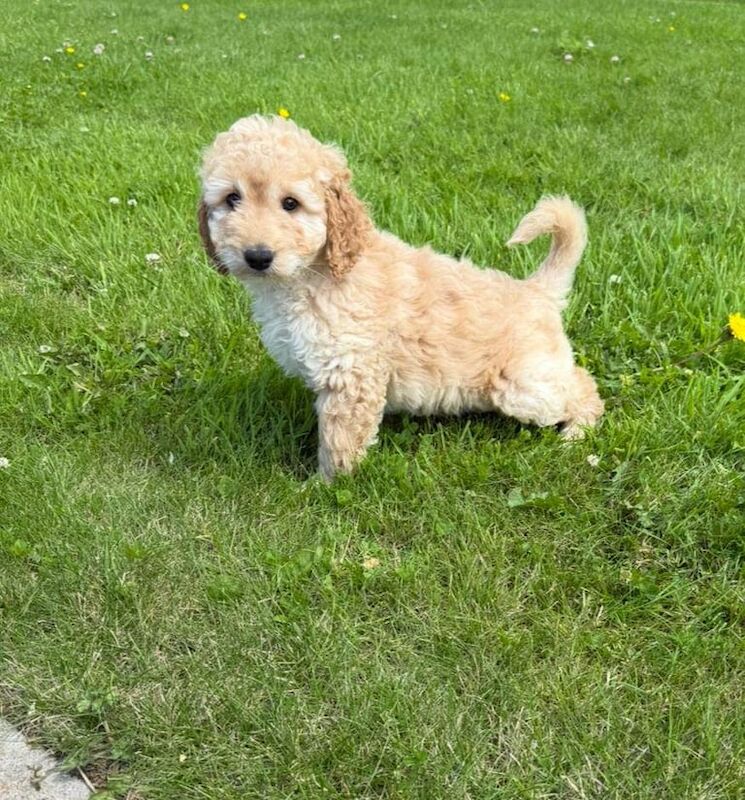 Small Cockapoo Puppies for sale in Dungannon, County Tyrone | Image 3