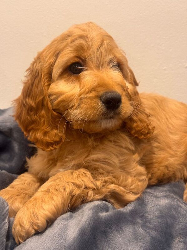 Small type cockapoo puppies
