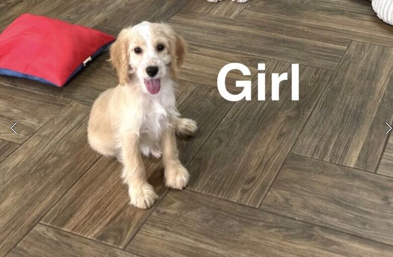 Snowflake 2 cockapoo puppies now available