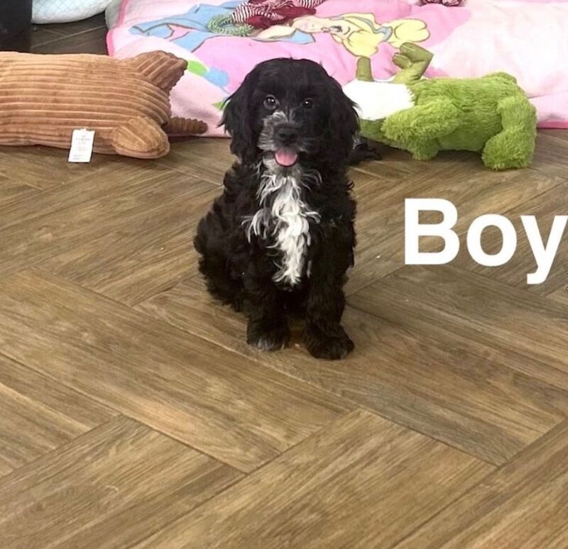 Snowflake 2 cockapoo puppies now available - Image 2 of 3