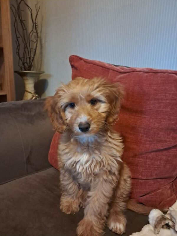 Cockapoo puppies for sale in Horwich, Greater Manchester – 4 months old