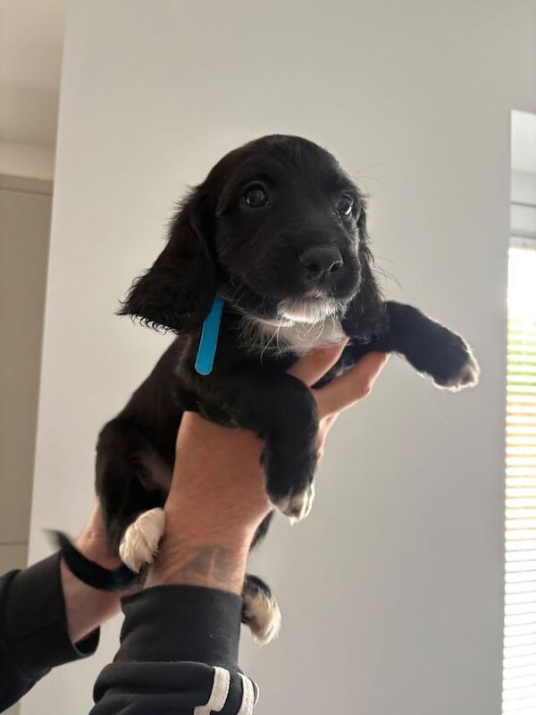 Spaniel/Cockapoo Pups - Image 2 of 3