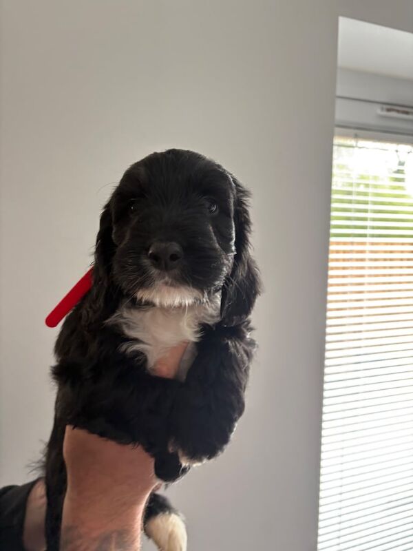 Spaniel/Cockapoo Pups - Image 3 of 3