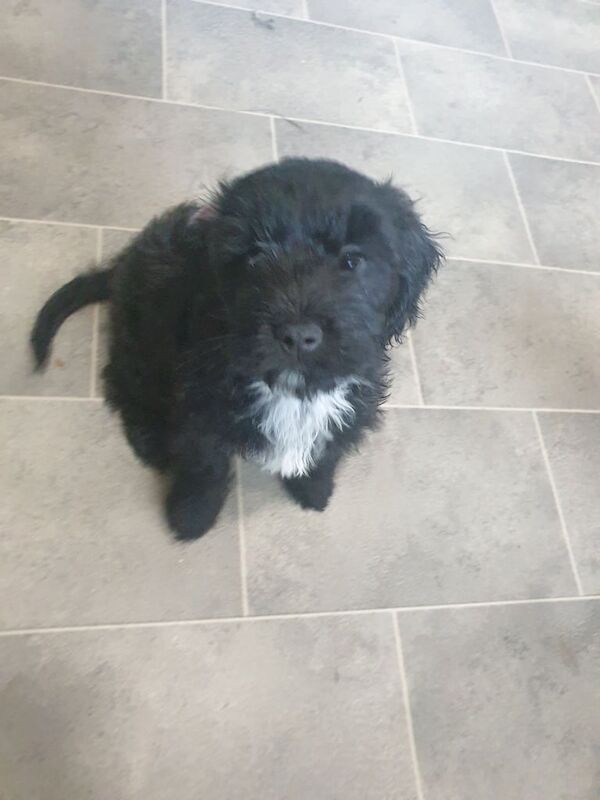 Cockapoo puppies for sale in Galston, Ayrshire and Arran – 9 weeks old