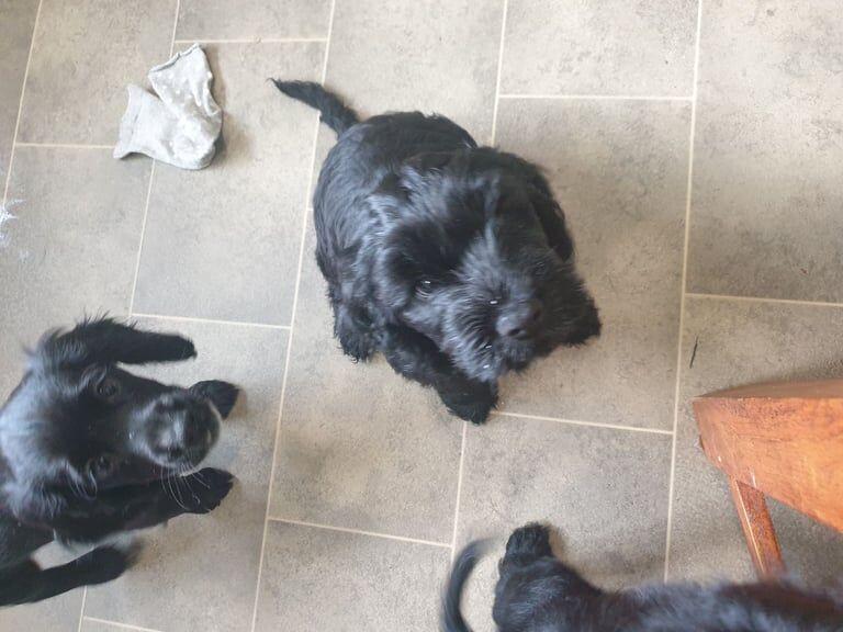 Cockapoo puppies for sale in Galston, Ayrshire and Arran – 11 weeks old - Image 2 of 2