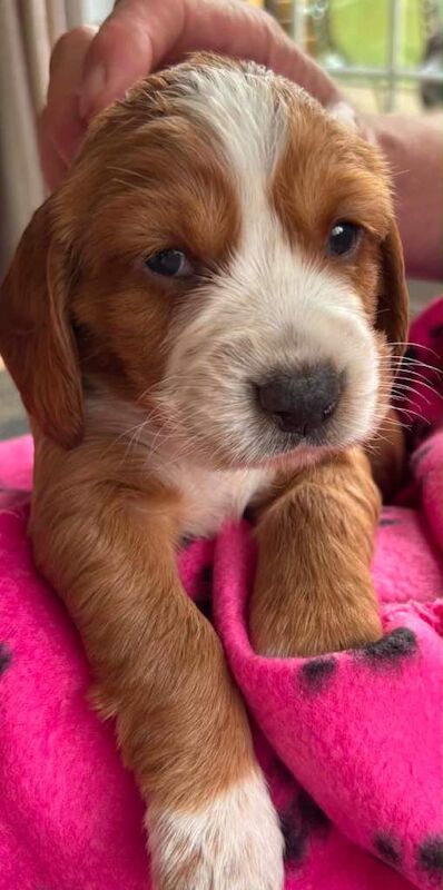 Sprocker / cockapoo mixed for sale
