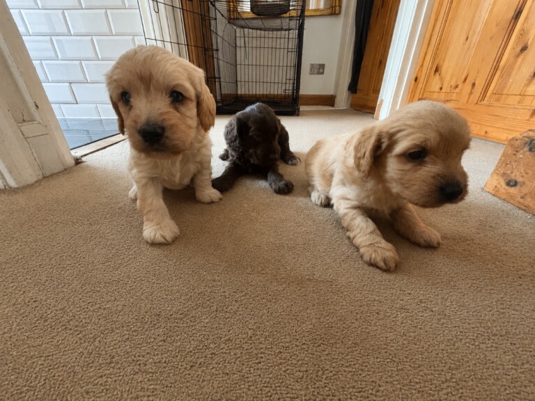 Sprocker x minature poodle puppies for sale