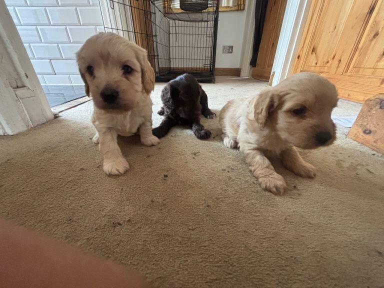 Sprocker x minature poodle puppies for sale - Image 2 of 3