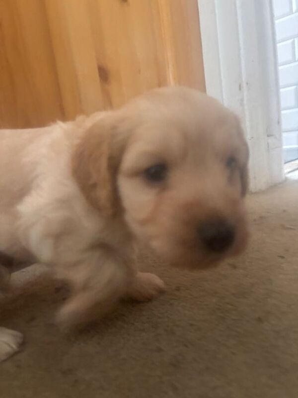 Sprocker x minature poodle puppies for sale - Image 3 of 3