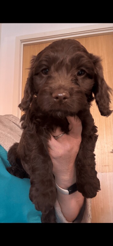 Cockapoo puppies for sale in Wellington, Somerset – 9 months old - Image 2 of 3