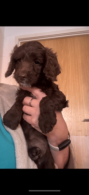 Cockapoo puppies for sale in Wellington, Somerset – 9 months old - Image 3 of 3