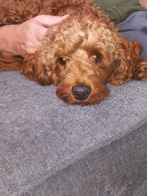 STUD f1b toy cockapoo - Image 3 of 3