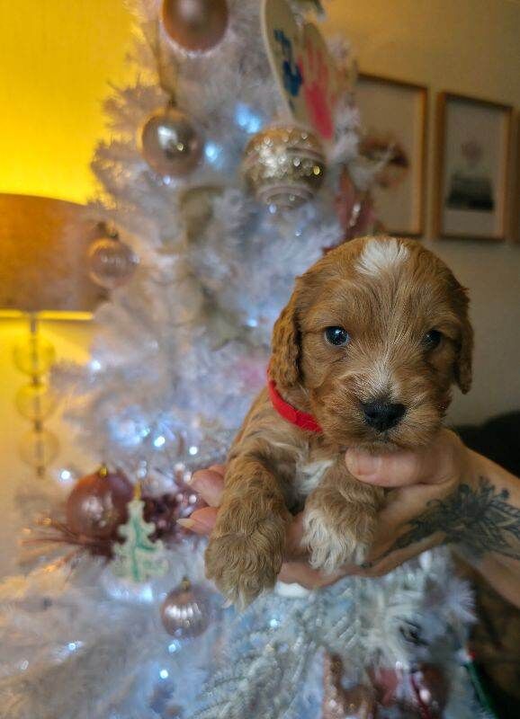 Cockapoo puppies for sale in Cottingham, East Riding Of Yorkshire β 3 months old - Image 3 of 6