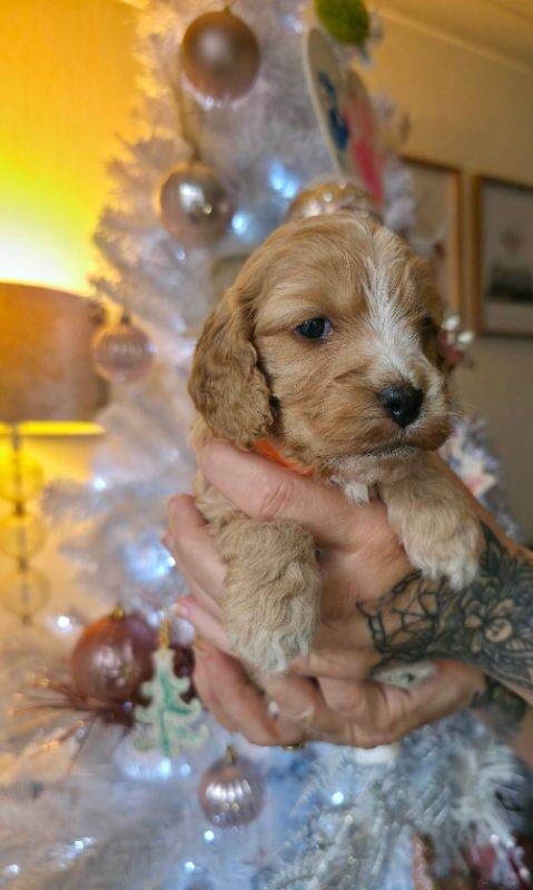 Cockapoo puppies for sale in Cottingham, East Riding Of Yorkshire β 3 months old - Image 5 of 6