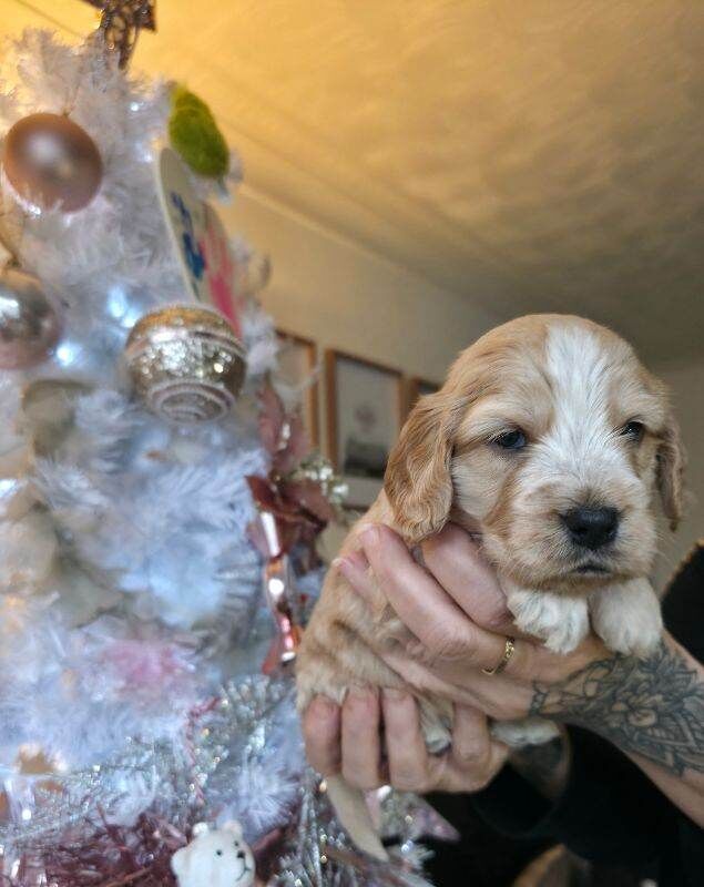 Cockapoo puppies for sale in Cottingham, East Riding Of Yorkshire β 3 months old - Image 6 of 6