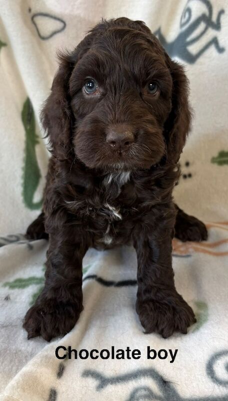 Stunning chocolate cockapoo male