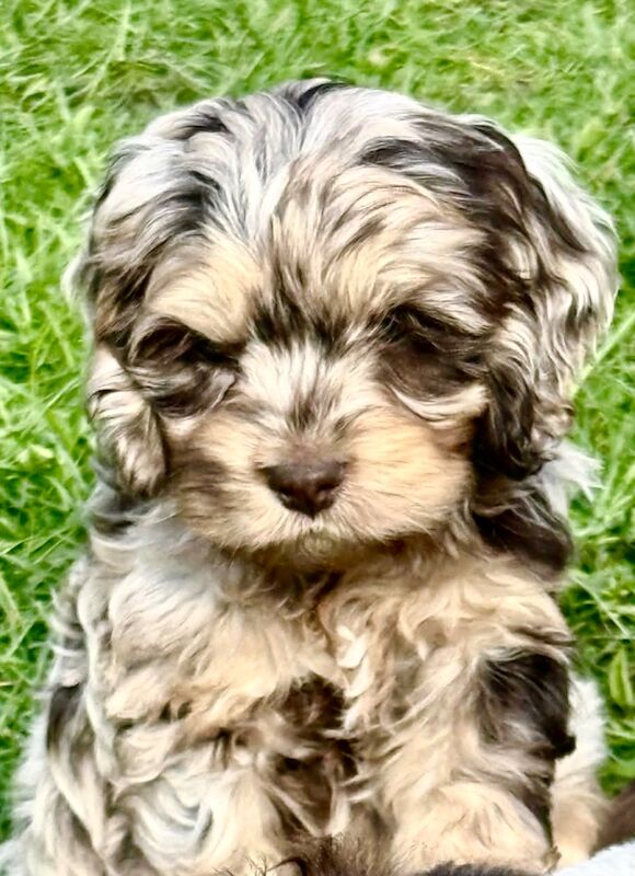 Cockapoo Puppies For Sale Under £1,000