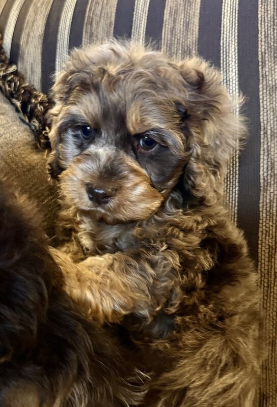 Stunning chocolate merl cockapoo puppies - Image 2 of 5
