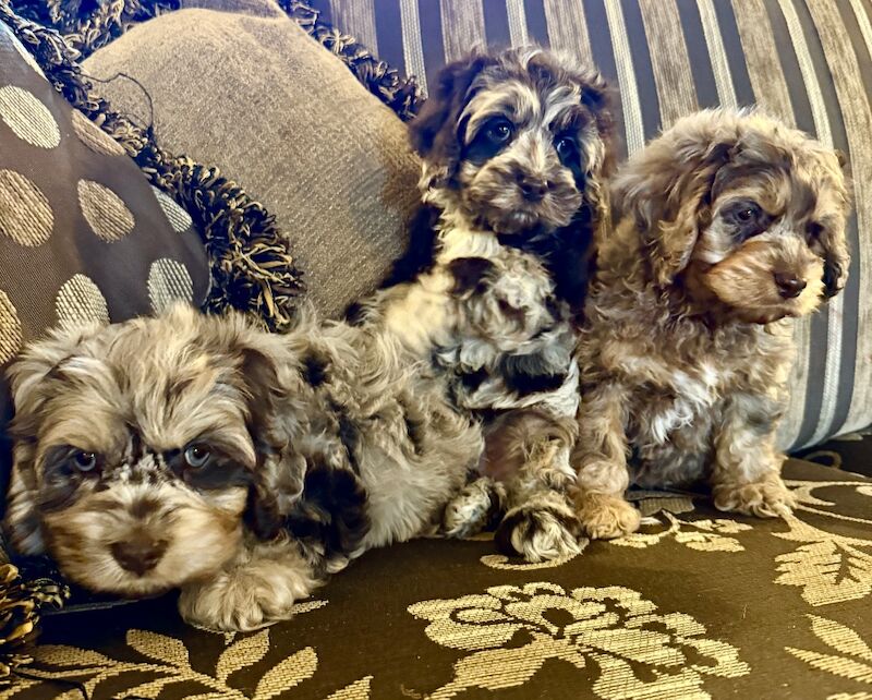 Stunning chocolate merl cockapoo puppies - Image 3 of 5