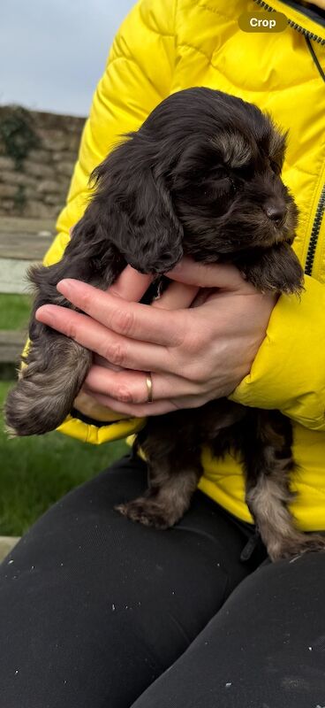 Stunning chocolate merl cockapoo puppies - Image 4 of 5