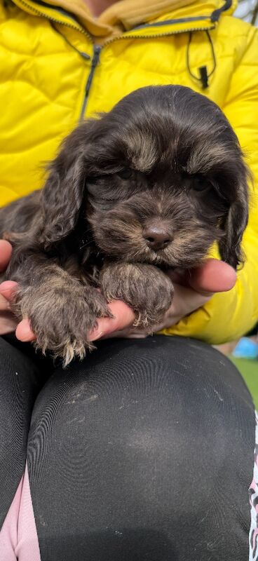 Stunning chocolate merl cockapoo puppies - Image 5 of 5